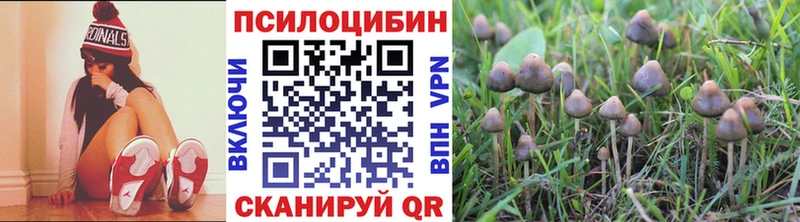 где можно купить наркотик  Изобильный  Псилоцибиновые грибы GOLDEN TEACHER 
